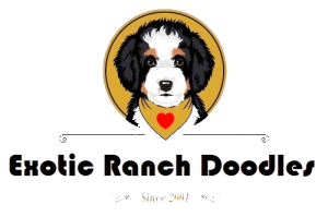 Reputable Sheepadoodle & Bernedoodle Breeder in The US.